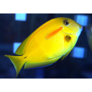 Acanthurus Olivaceus (Juvenil)