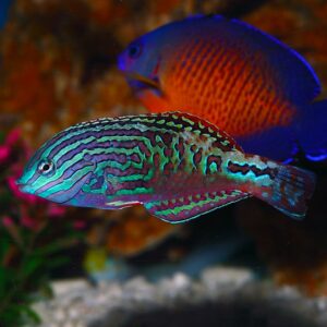 Macropharyngodon Bipartitus (Macho)