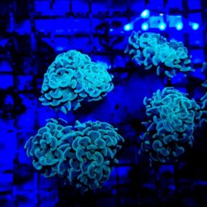 Euphyllia Parancora Green