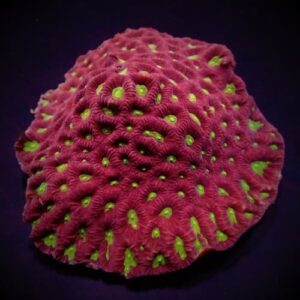 Favia super red (Premium)