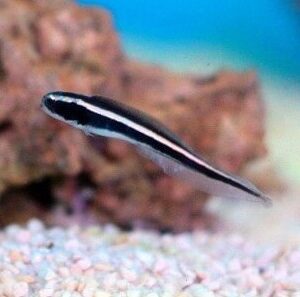 Pholidichthys Leucotaenia (Lunado)