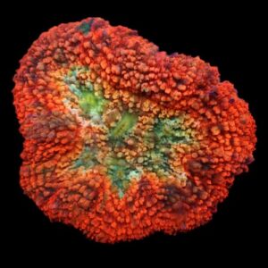 Lobophyllia Ultra Red (M)