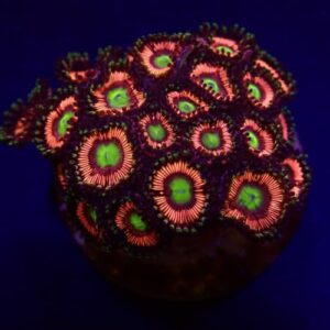 Zoanthus Lord Of The Rings (Frag)