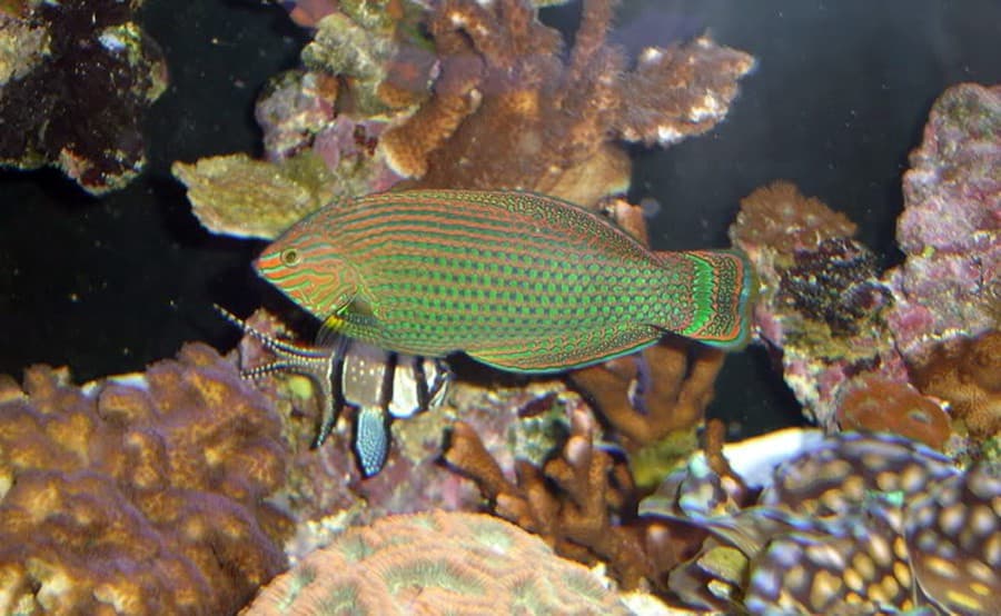 Halichoeres Marginatus (Marginado)