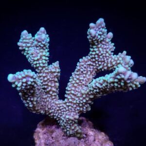 Montipora Capitata