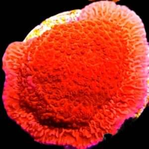 Montipora Plato Rojo (Frag)