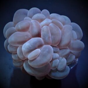 Plerogyra Sinuosa (Esqueje)