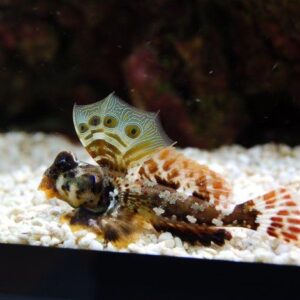 Synchiropus Ocellatus