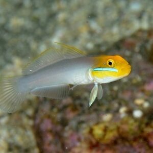 Valenciennea Strigata