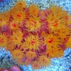 Tubastrea Faulkneri Orange
