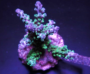 Acropora Gomezi Los Mejores Corales Para Tu Acuario 