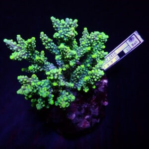Acropora Horrida