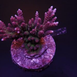 Acropora Hyacinthus Red With Purple (6-8 cm)