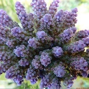 Acropora Insignis Blue