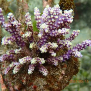Acropora Kimbeensis Tricolor