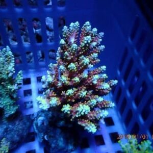 Acropora Latistella Bali