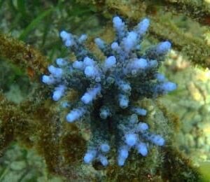 Acropora Parilis Blue