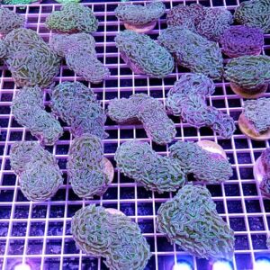 Euphyllia Ancora Bicolor