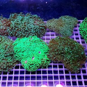 Euphyllia Ancora Green