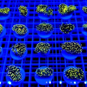 Euphyllia Glabrescens Green With Yellow