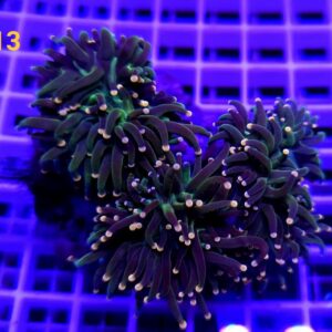 Euphyllia Glabrescens Pink Tip