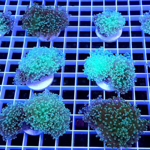 Euphyllia Paradivisa Green