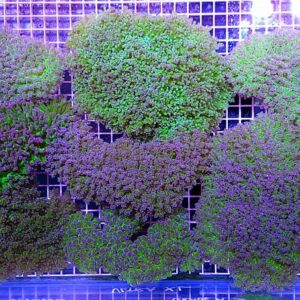 Euphyllia divisa Ultra