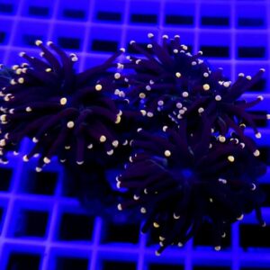 Euphyllia glabrescens black yellow (3 heads)