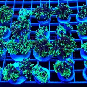 Euphyllia Glabrescens Green