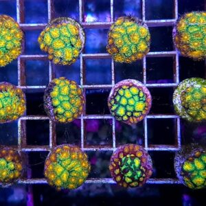 Leptastrea John Deer Frag (Mackay)