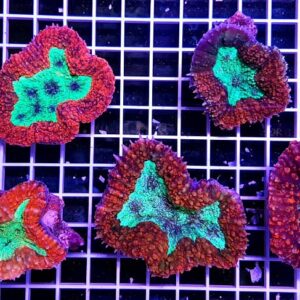 Lobophyllia Bicolor (6-7cm)