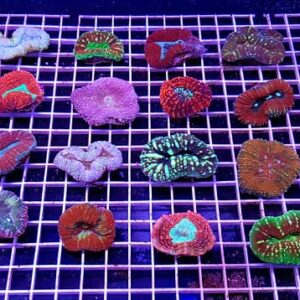 Symphyllia Radians Multicolor