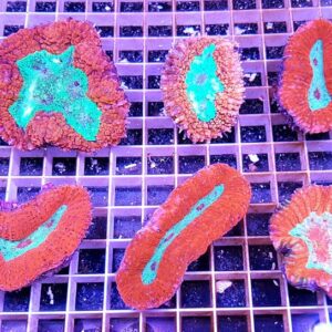 Symphyllia Radians Red Green