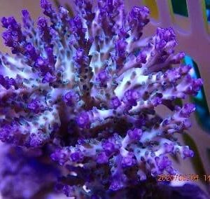 Acropora Plana