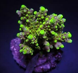 Acropora Rosaria