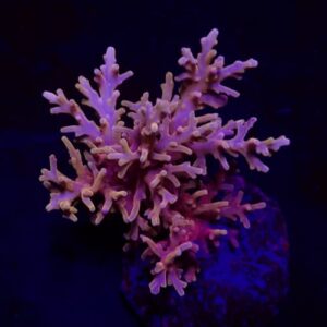 Acropora carduus (Shining Dragon)