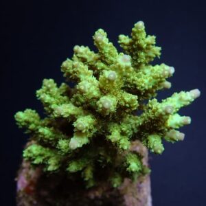 Acropora Chesterfieldensis