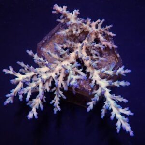 Acropora Echinata Ice  Fire