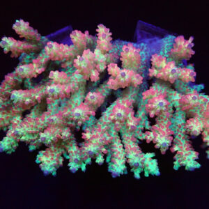 Acropora Microclados Green Strawberry