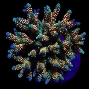 Acropora Millepora Sunset (6-8cm)