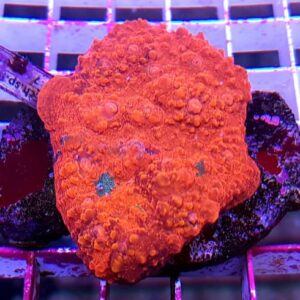 Echinophyllia Orange