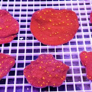 Echinophyllia Grade A