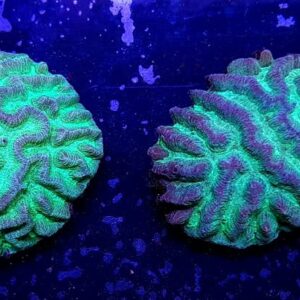 Goniastrea Green Premium