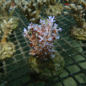 Acropora Jacquelineae