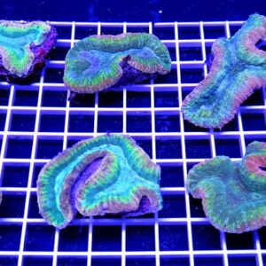 Lobophyllia Split Multicolor (5-6cm)