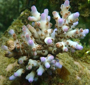Acropora Loripes Purple with Green Polyp