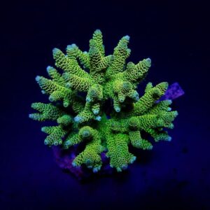 Acropora Millepora Green