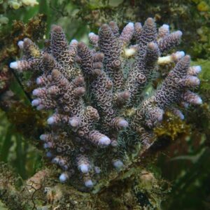 Acropora Millepora Purple