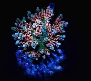 Acropora Millepora Rainbow