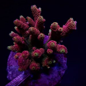 Acropora Millepora Red Pink